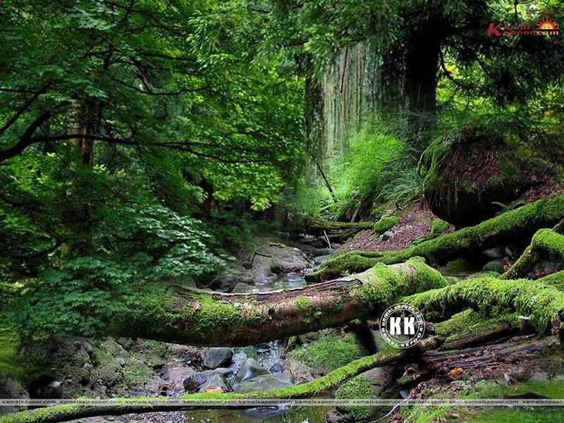 Forest Wallpaper