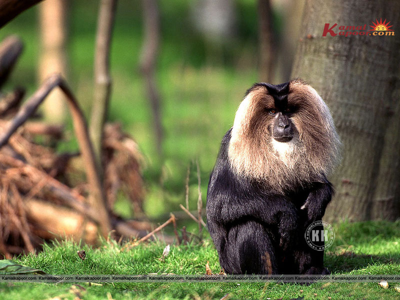 monkey wallpaper, free monkey wallpaper, different monkey monkey wallpaper, free monkey wallpaper, different monkey