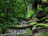 Forest Wallpaper