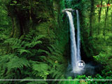 Forest Wallpaper