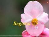 Begonia Wallpapers