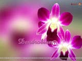 Dendrobium Wallpapers