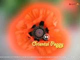 Oriental Poppy Wallpapers