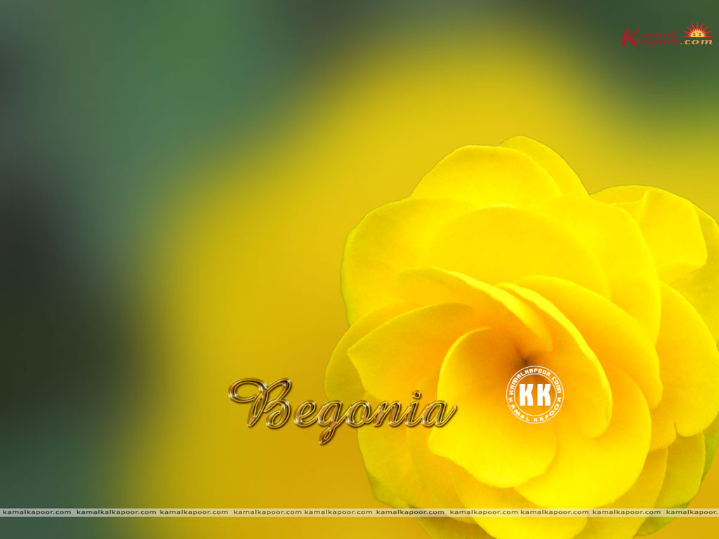 Begonia Wallpaper