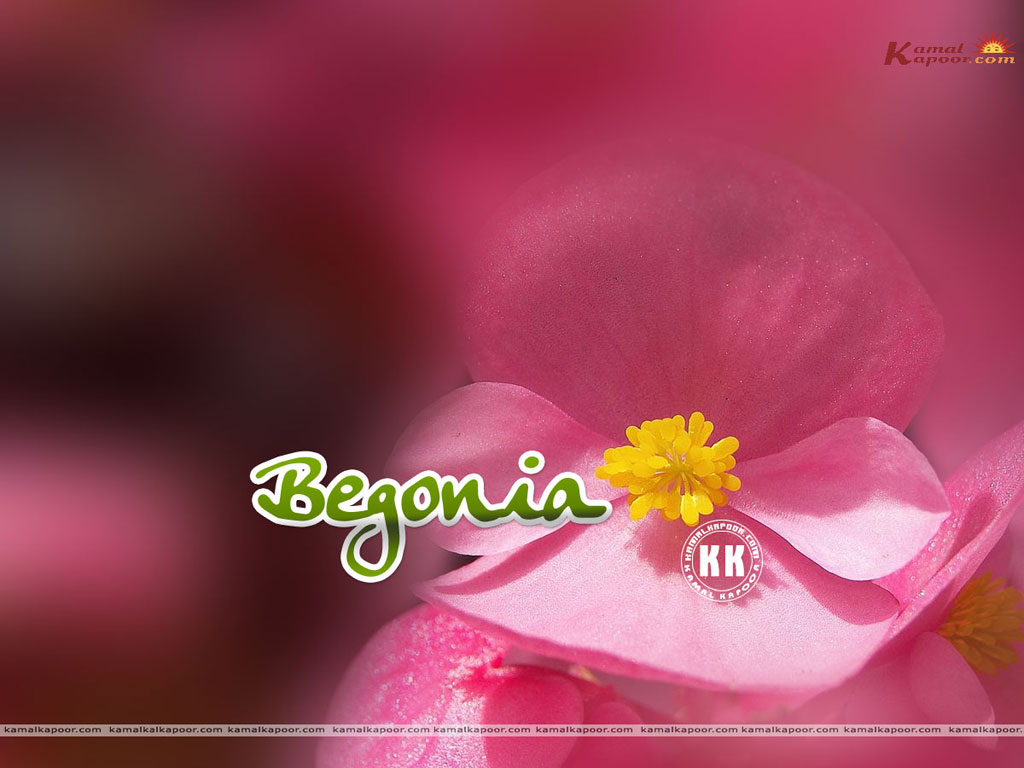 Begonia Wallpaper