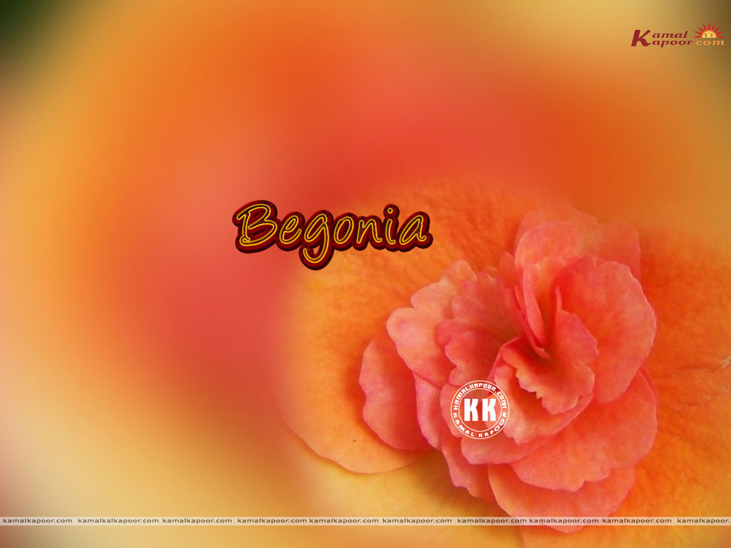 Begonia Wallpaper