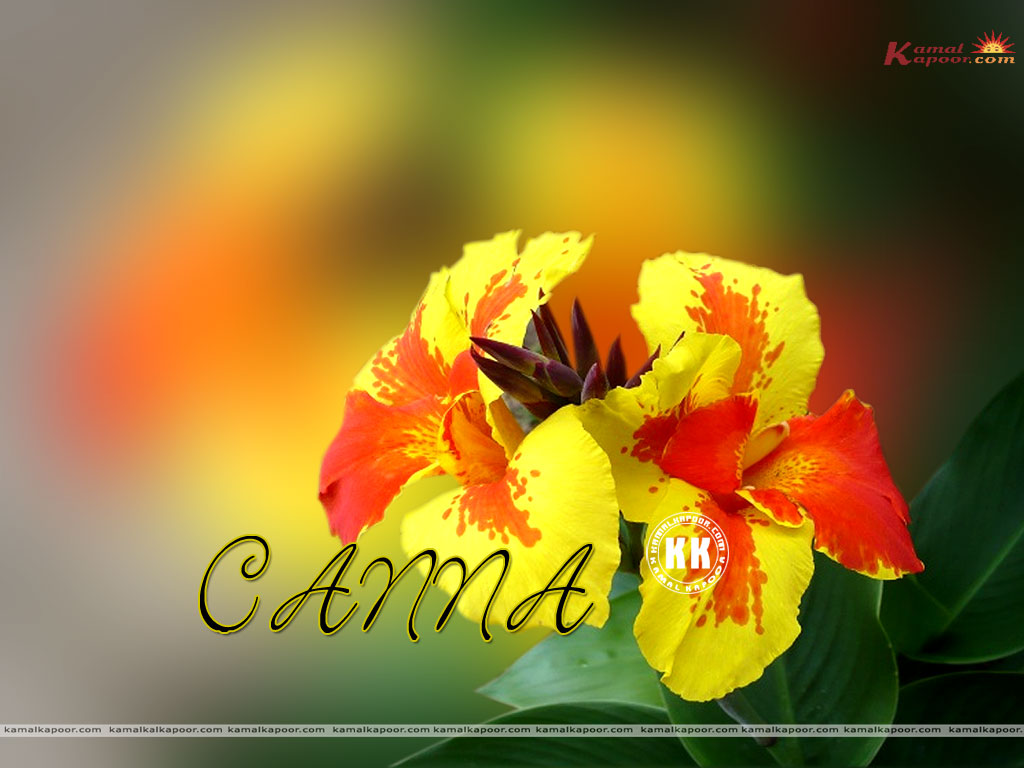 Canna Wallpaper