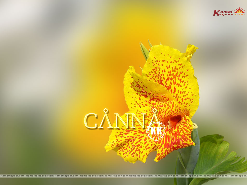 Canna Wallpaper
