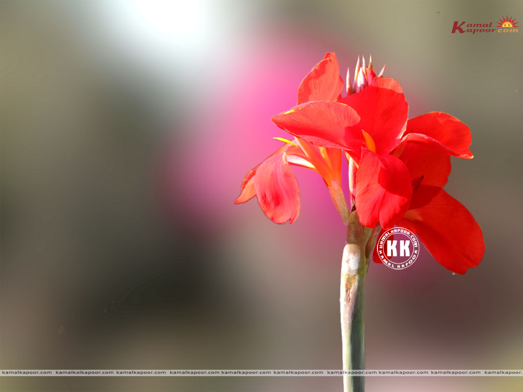 Canna Wallpaper