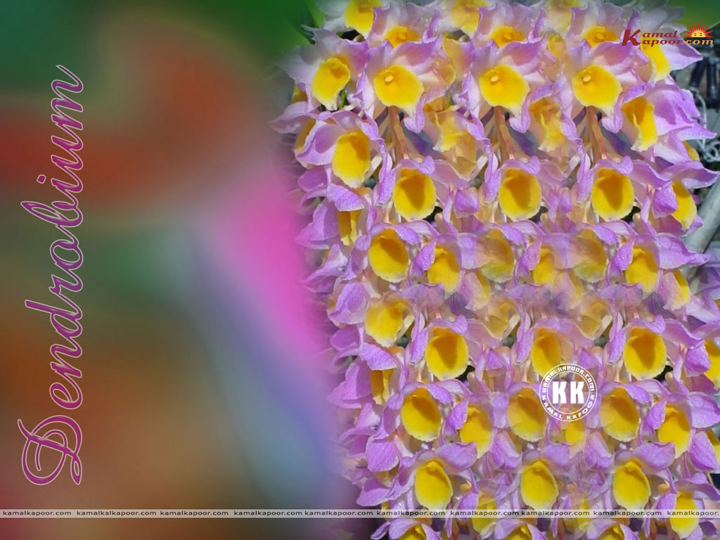 Dendrobium Wallpaper