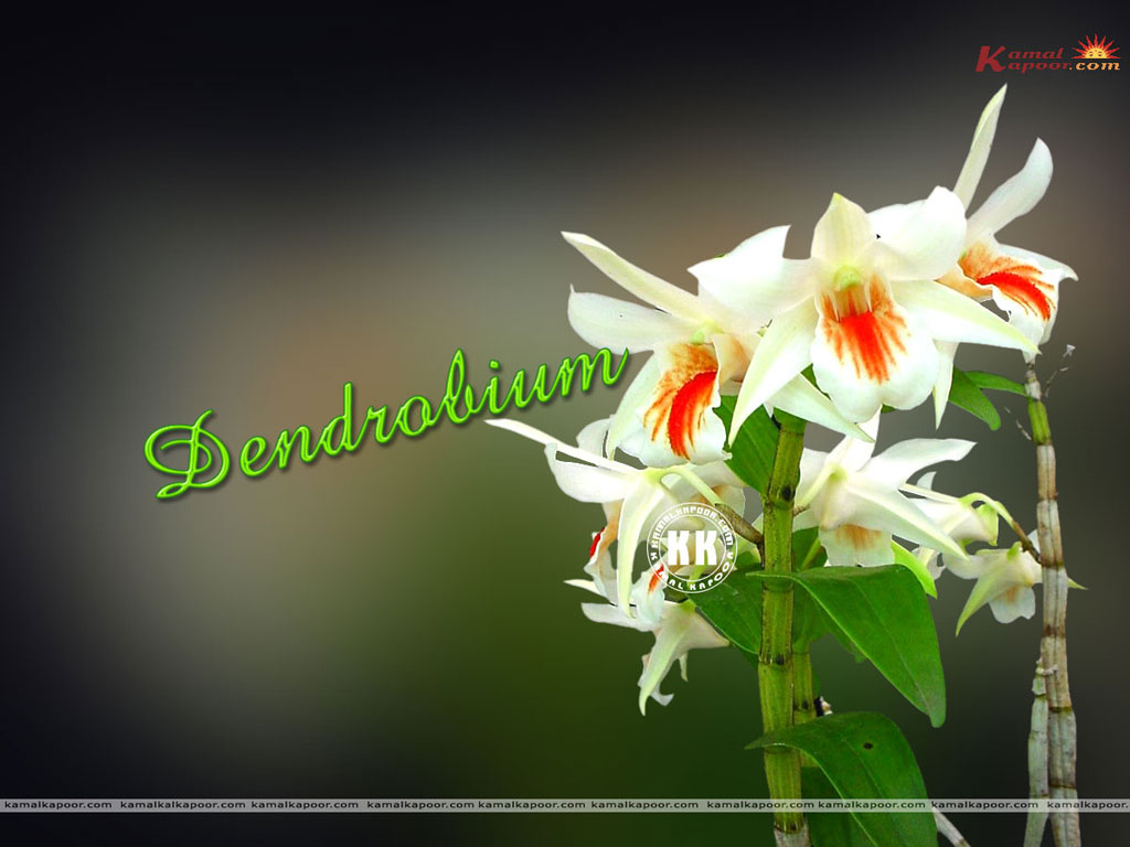 Dendrobium Wallpaper