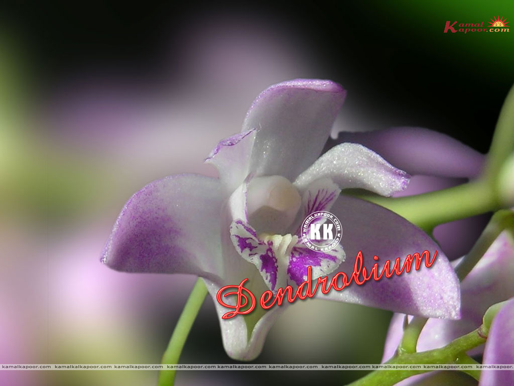 Dendrobium Wallpaper