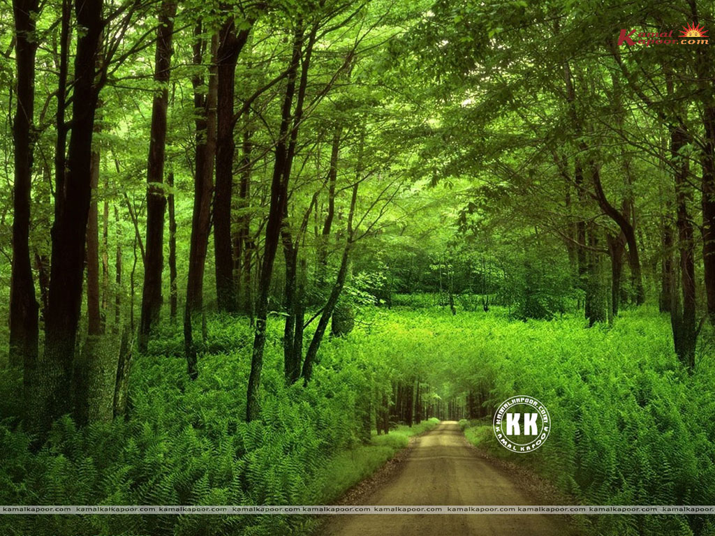 Forest Wallpaper