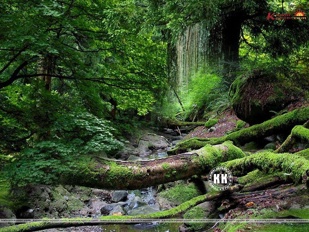 Forest Wallpaper