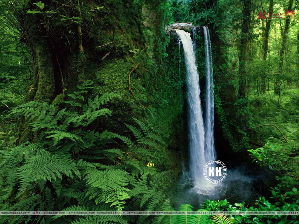 Forest Wallpaper