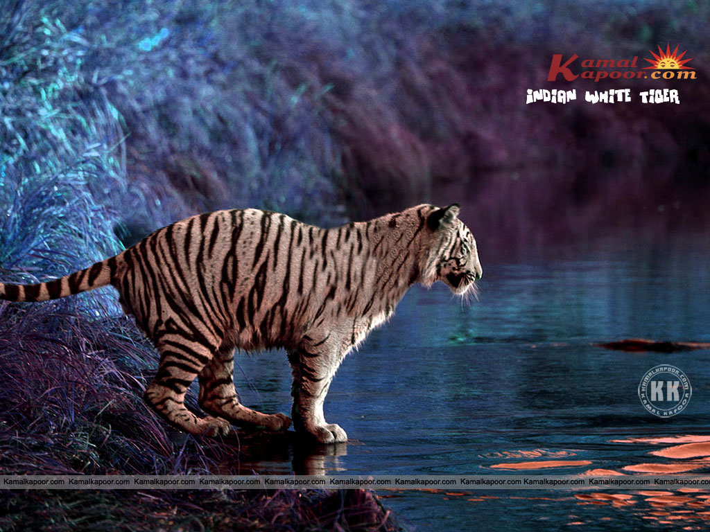 indian wallpapers 