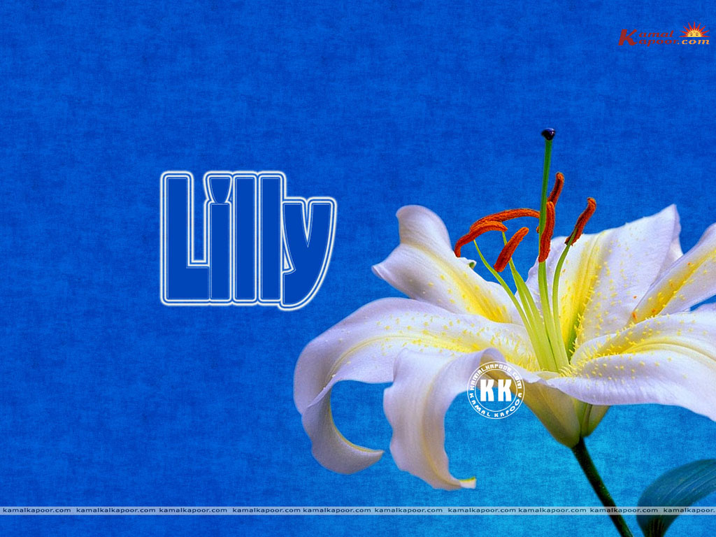 Lilly Wallpaper