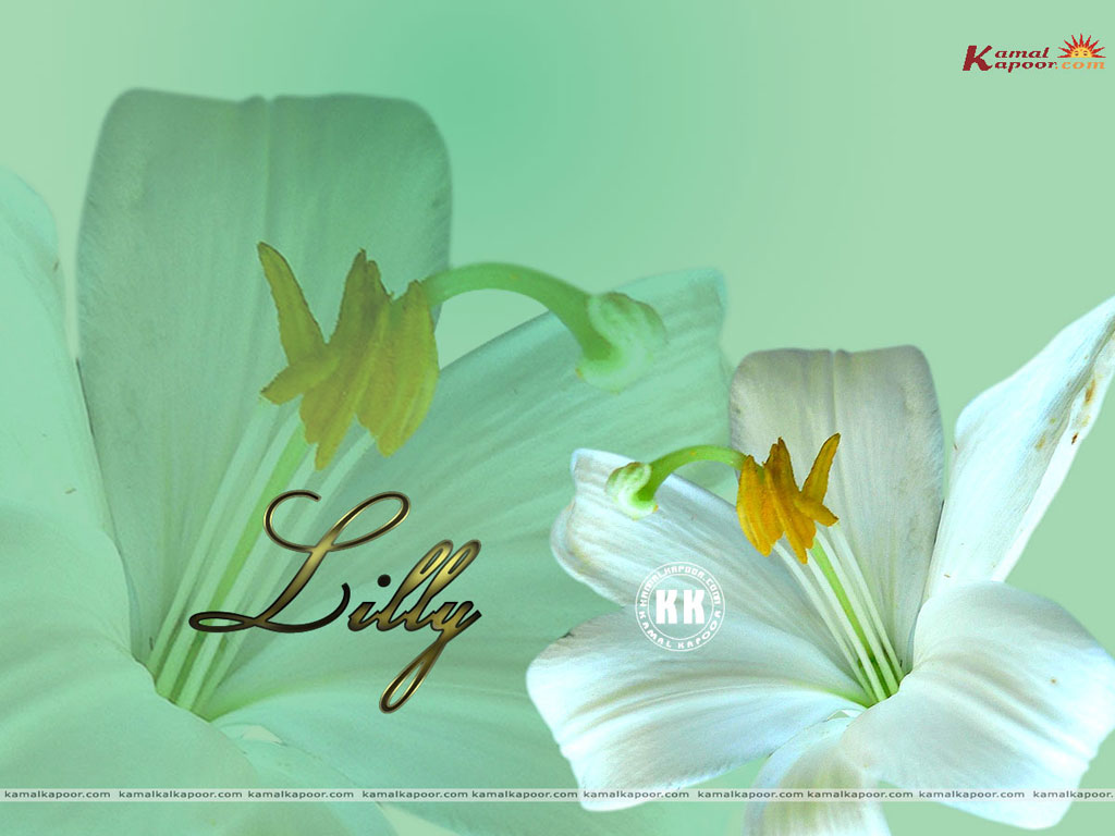 Lilly Wallpaper