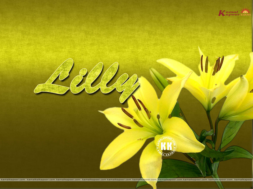 Lilly Wallpaper