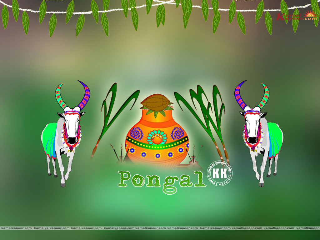 Pongal  Wallpaper