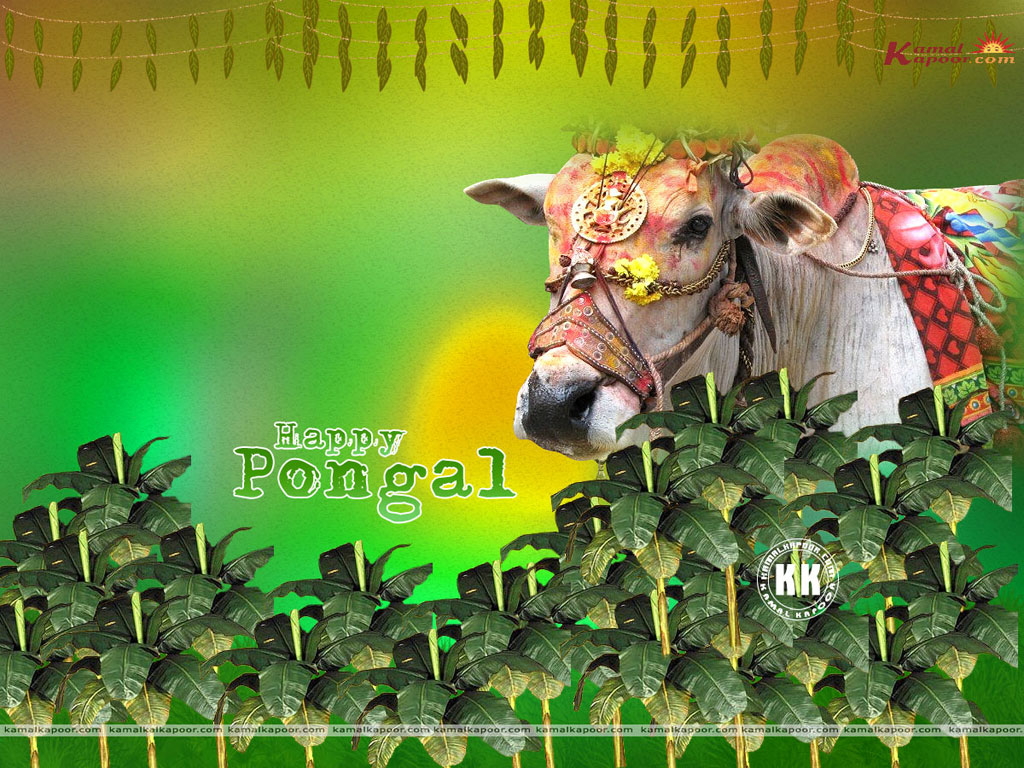 Pongal  Wallpaper