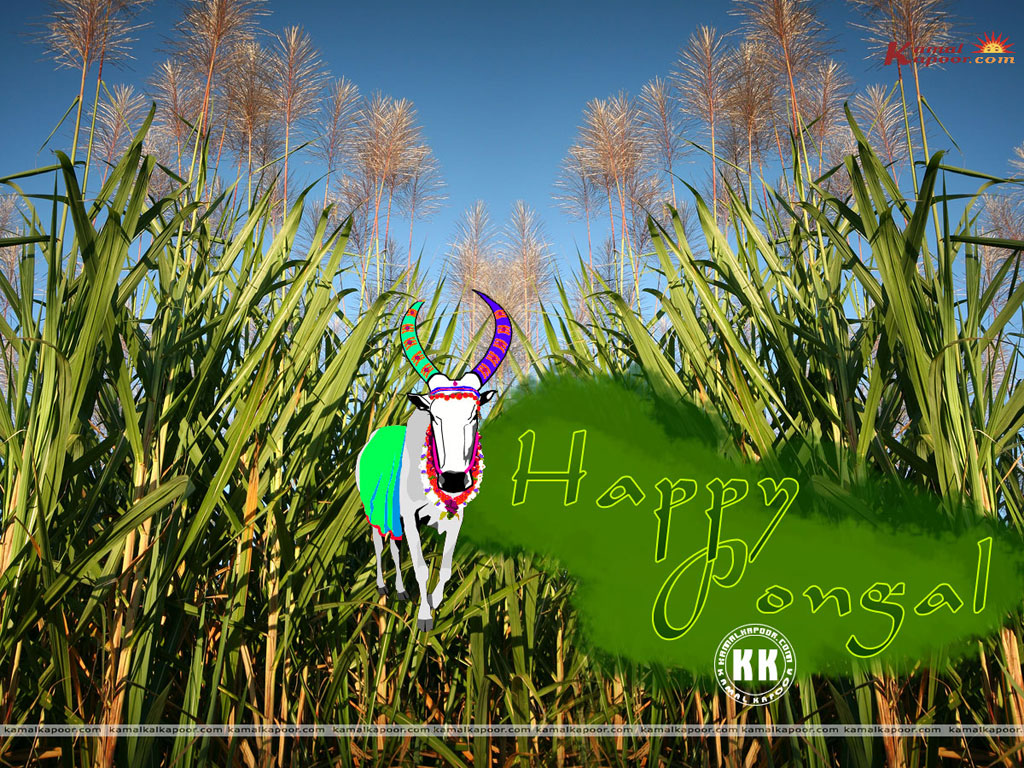 Pongal  Wallpaper