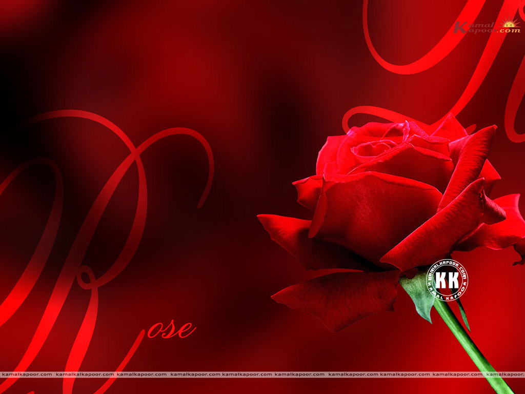 Rose Wallpaper