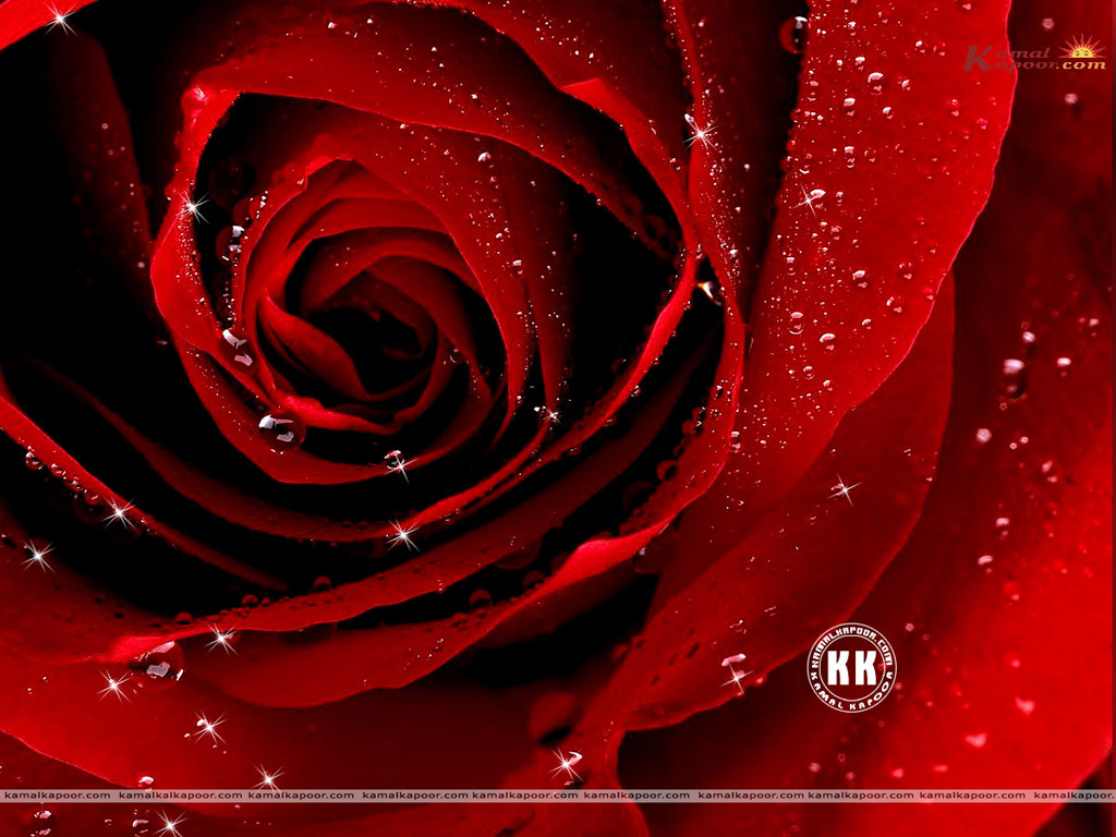 Rose Wallpaper