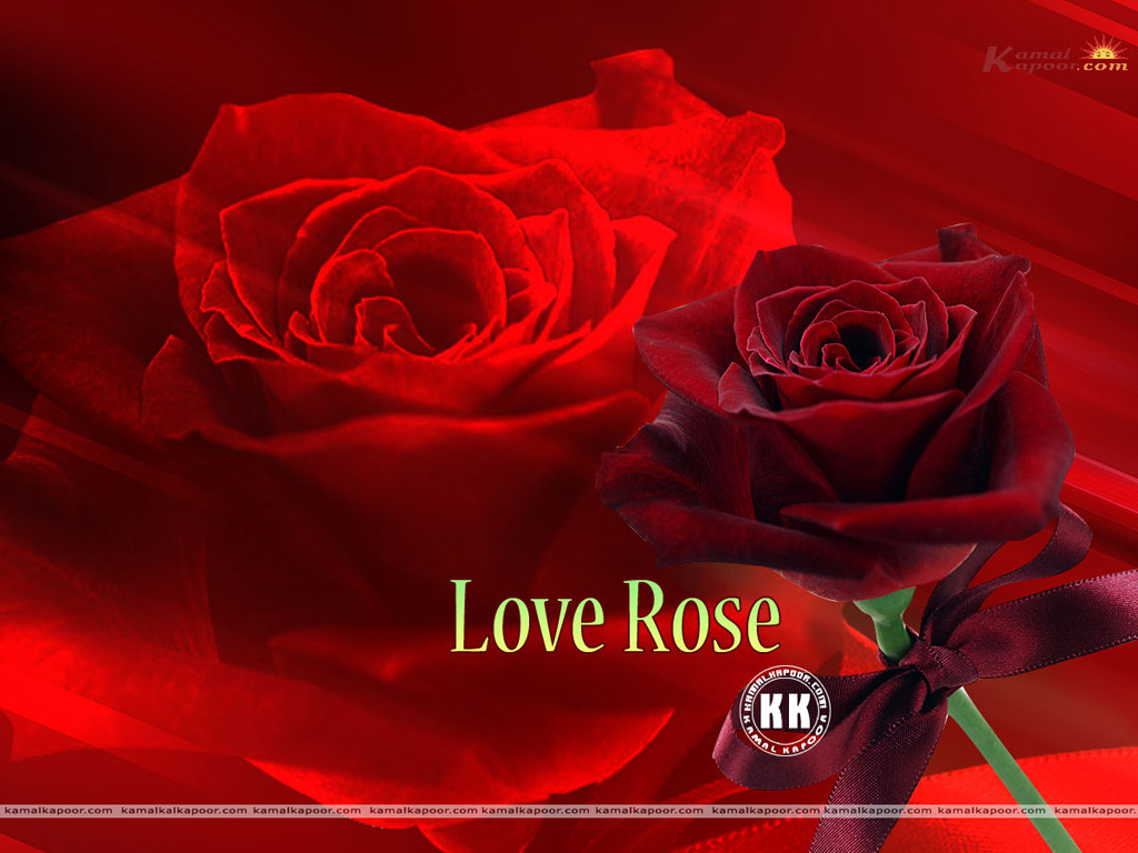 Rose Wallpaper