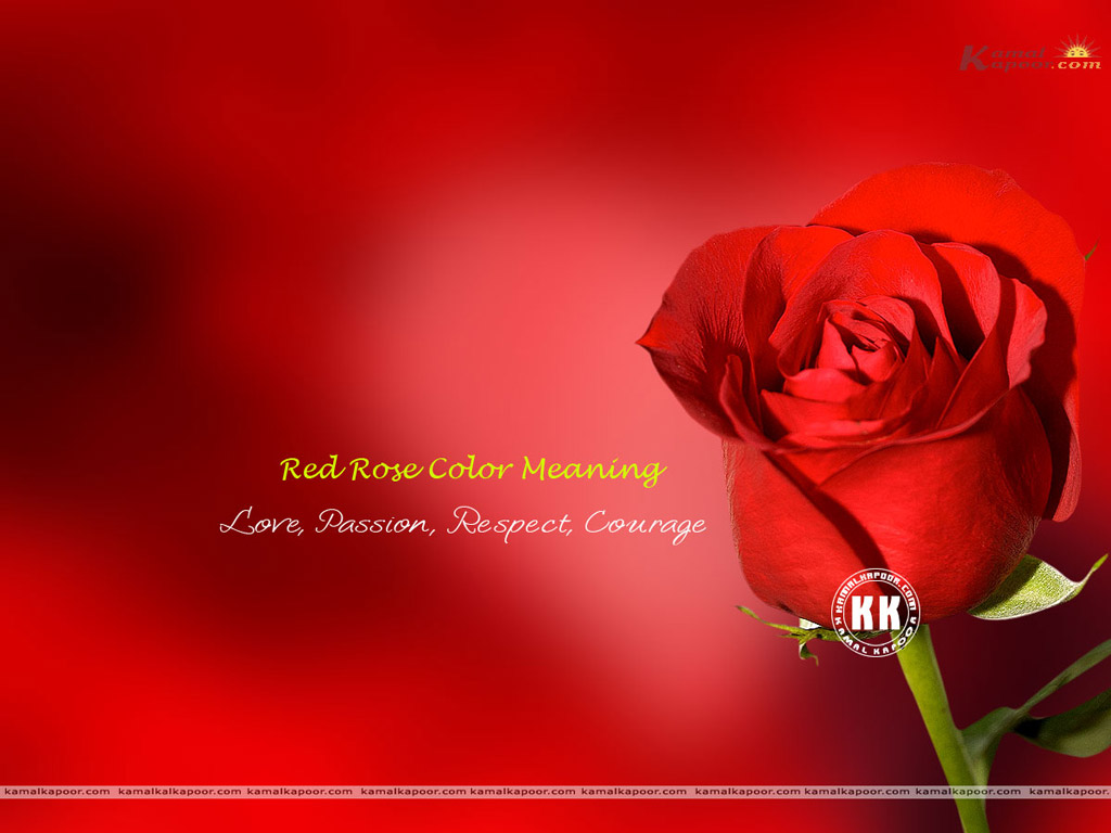 Rose Wallpaper