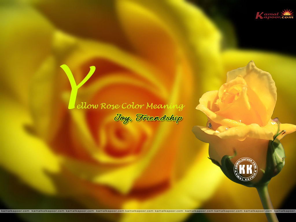 Rose Wallpaper