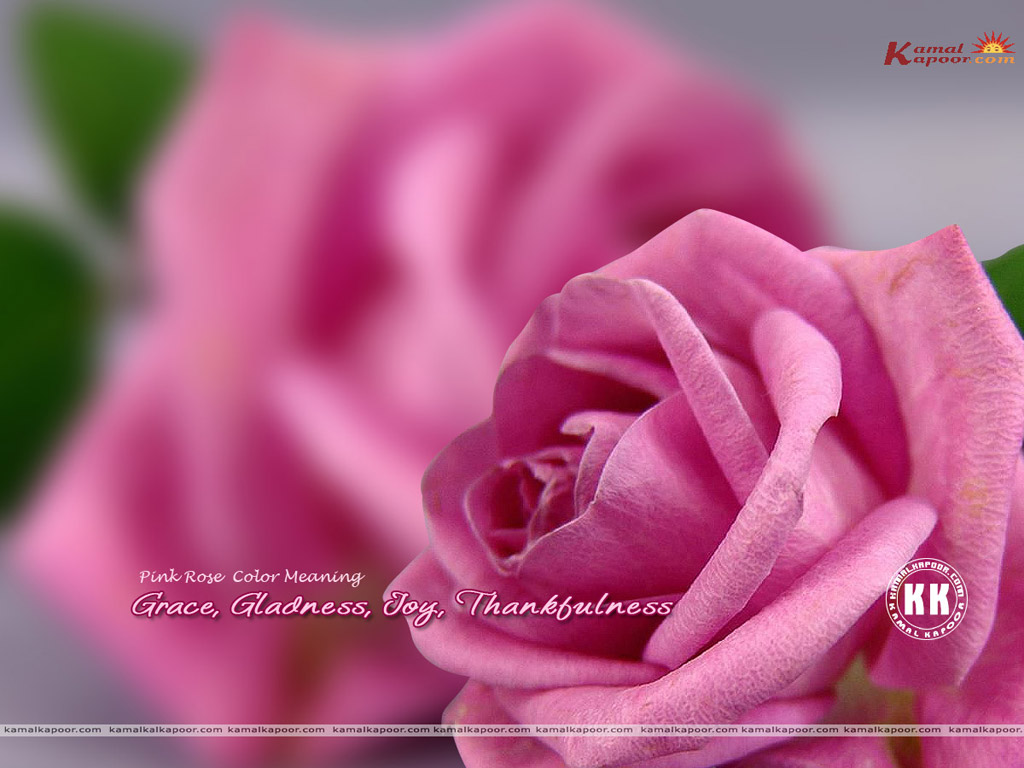 Rose Wallpaper
