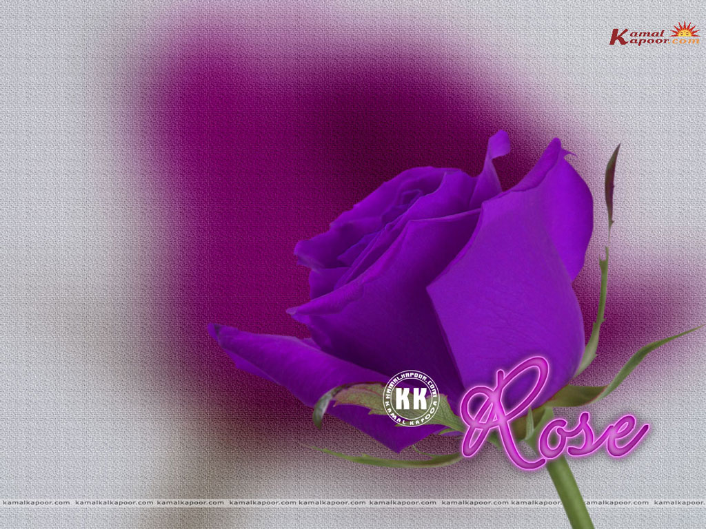 Rose Wallpaper