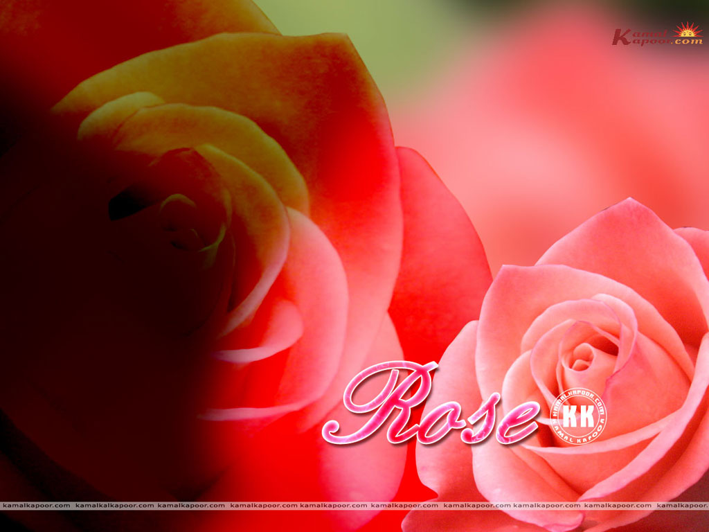 Rose Wallpaper