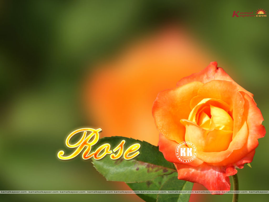Rose Wallpaper