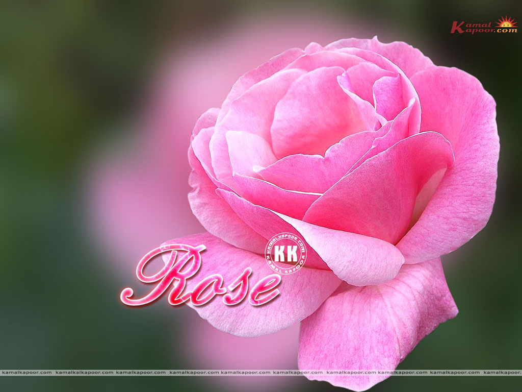 Rose Wallpaper