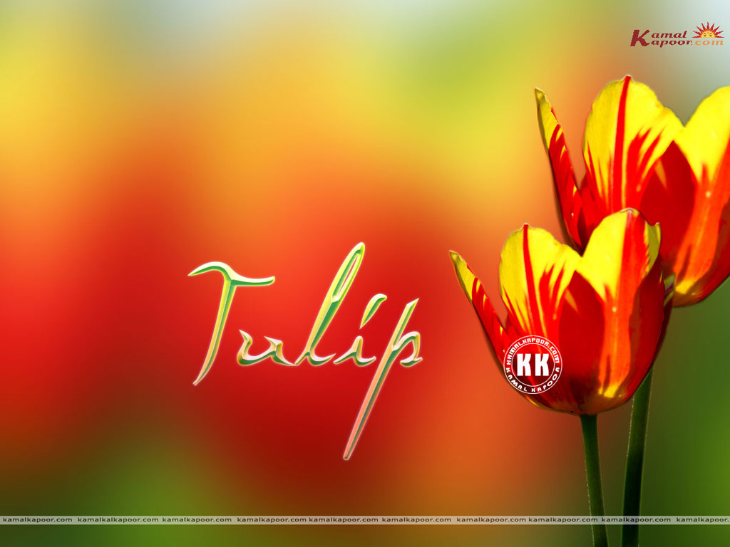 Tulip Wallpaper