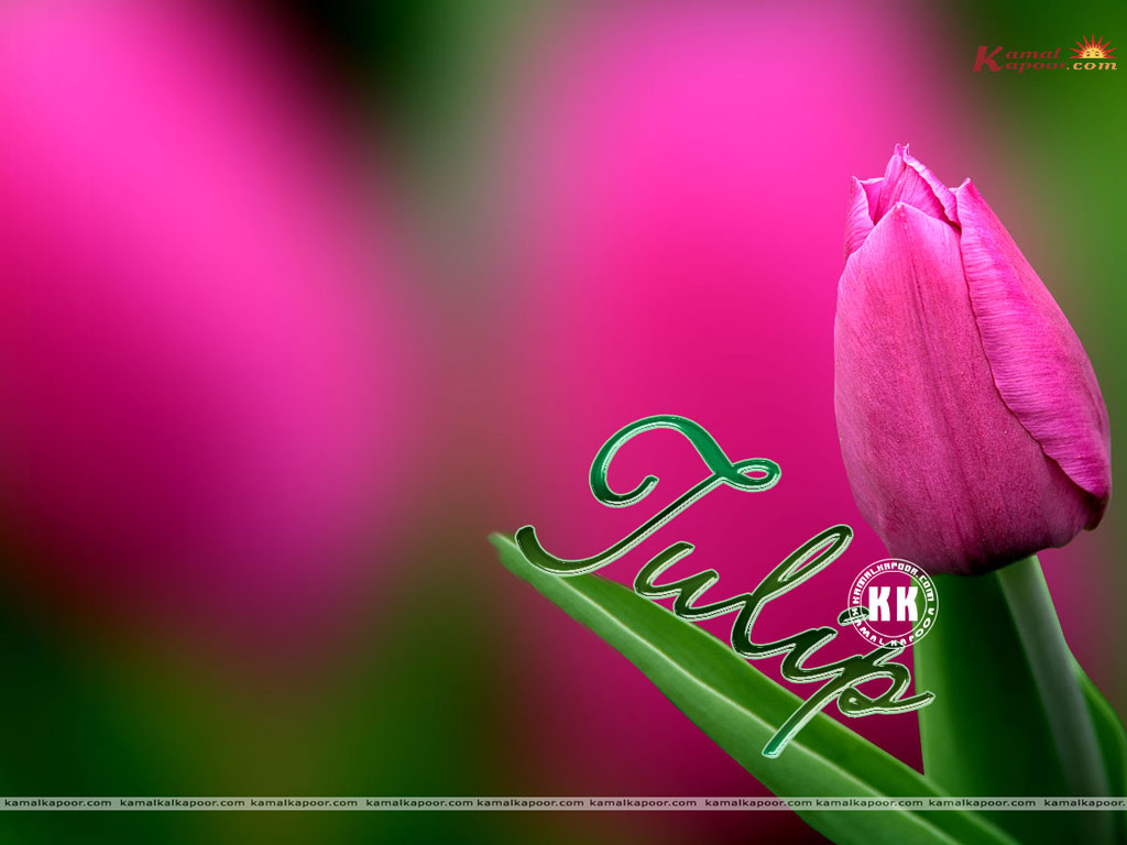 Tulip Wallpaper