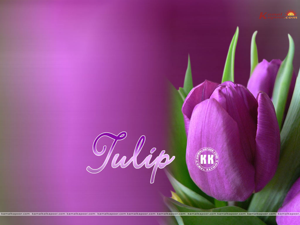 Tulip Wallpaper