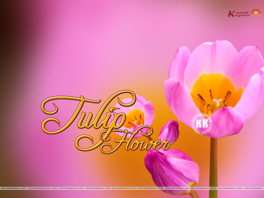 Tulip Wallpaper