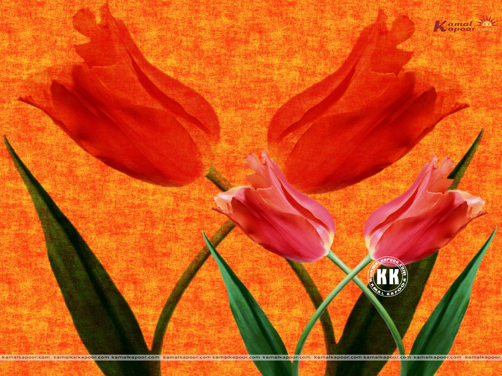 Tulip Wallpaper