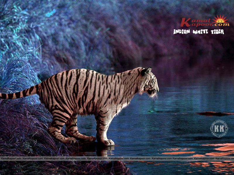 Free India Indian White Tiger Wallpapers Free India Pics India