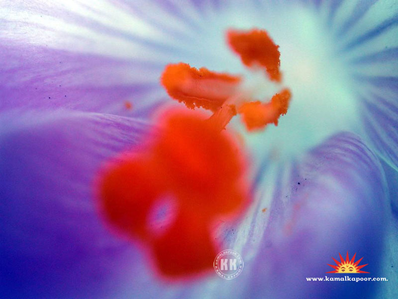 Flowers Wallpapers Flowers Desktop Wallpaper Free Download