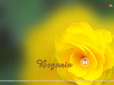Begonia Wallpaper