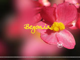 Begonia Wallpaper