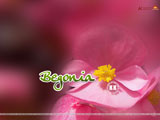 Begonia Wallpaper