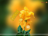 Canna Wallpaper