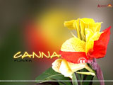 Canna Wallpaper