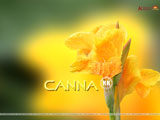 Canna Wallpaper