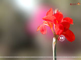 Canna Wallpaper
